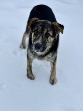 Kışın sokaklarda dolaşan bir melez. Nazik bir köpek acınası gözlerle bakar. Bir sokak köpeği karda duruyor..