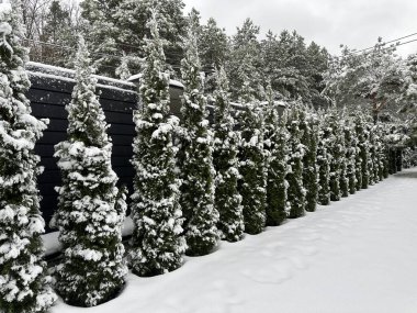 Karların altında, buzun altında yeşil haydutlar. Thuja çiti, kış günü. Özel bir evin avlusunda peyzaj..