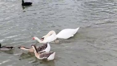 Kazlar ve kuğular kış havuzunda yüzerler. Ördekler ve diğer göçmen kuşlar gölde kışı geçirirler. Birçok kuş soğuk bir günde yiyecek arıyor..