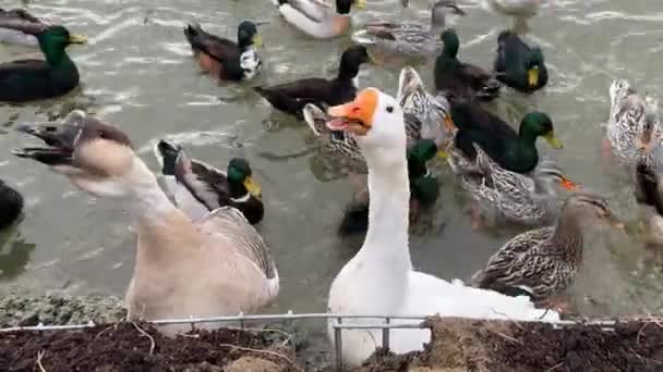 Angsa Dan Angsa Berenang Kolam Musim Dingin Bebek Dan Burung — Stok Video