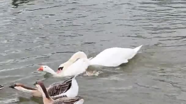 게이즈와 스완은 연못에서 수영합니다 오리와 조류는 호수에서 새들이 음식을 있습니다 — 비디오
