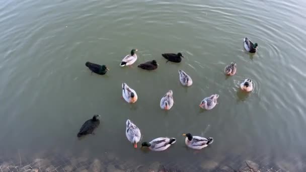 Geese Swans Swim Winter Pond Ducks Other Migratory Birds Winter — Stock Video