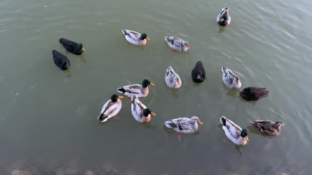 Oche Cigni Nuotano Uno Stagno Invernale Anatre Altri Uccelli Migratori — Video Stock