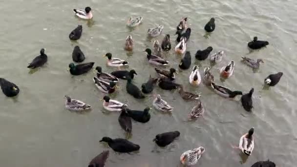 Gęsi Łabędzie Pływają Zimowym Stawie Kaczki Inne Ptaki Wędrowne Zimą — Wideo stockowe