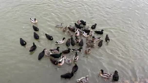 Гуси Лебеди Плавают Зимнем Пруду Утки Другие Перелетные Птицы Зимуют — стоковое видео