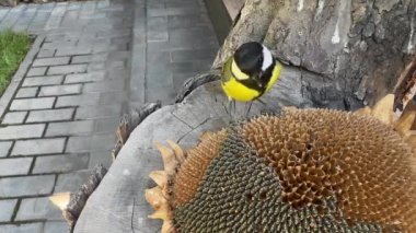 A tit pecks the seeds of a sunflower flower. Little yellow tit, close-up. A bird in the garden sits on a stump and eats food.