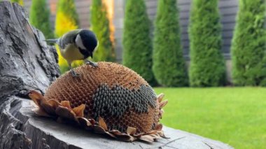 A tit pecks the seeds of a sunflower flower. Little yellow tit, close-up. A bird in the garden sits on a stump and eats food.