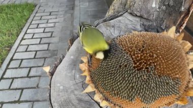 A tit pecks the seeds of a sunflower flower. Little yellow tit, close-up. A bird in the garden sits on a stump and eats food.