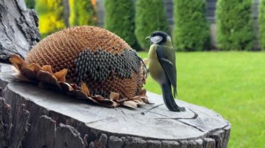 A tit pecks the seeds of a sunflower flower. Little yellow tit, close-up. A bird in the garden sits on a stump and eats food.