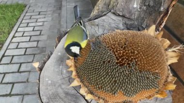A tit pecks the seeds of a sunflower flower. Little yellow tit, close-up. A bird in the garden sits on a stump and eats food.