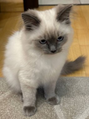 Yerde oturan gri kedi yavrusu, yakın plan. Odadaki tüylü evcil kedi. Bir hayvan, çocukların ve yetişkinlerin favorisi..