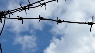 Mavi gökyüzüne karşı dikenli tel. Yasak bölge, canlı dikenli tel. Kavram: Tutsaklık, kölelik, tutsaklık