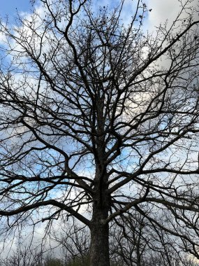 Gökyüzünün arka planında dalları olan büyük bir ağaç. Eski bir ağacın dalları, yakın plan. Arkaplan dokusu - büyük bir ağacın dalları.
