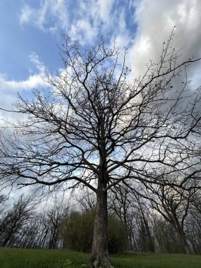 Gökyüzünün arka planında dalları olan büyük bir ağaç. Eski bir ağacın dalları, yakın plan. Arkaplan dokusu - büyük bir ağacın dalları.