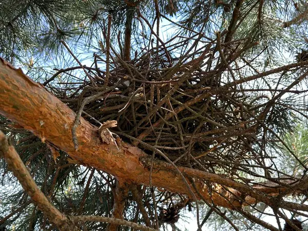 Bird\'s nest on a tree. House for birds on a green pine tree. A nest of branches on a tree vect.