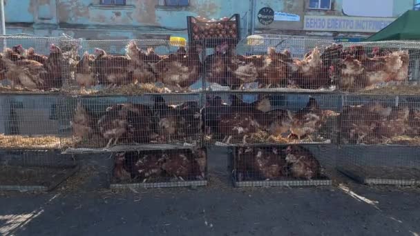 在食品市场的笼里养鸡 小鸡在农贸市场上出售 旧货市场 活鸡销售 — 图库视频影像