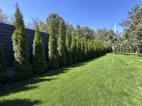 Landscaping in the yard lawn grass and green spaces. A hedge of green thuja on a sunny day. Landscaped yard among pine trees.