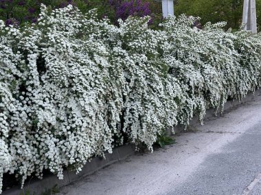 Beyaz çiçekli Spiraea Vangutta çalıları. Gelinin çalılarında bahar çiçekleri açtı..