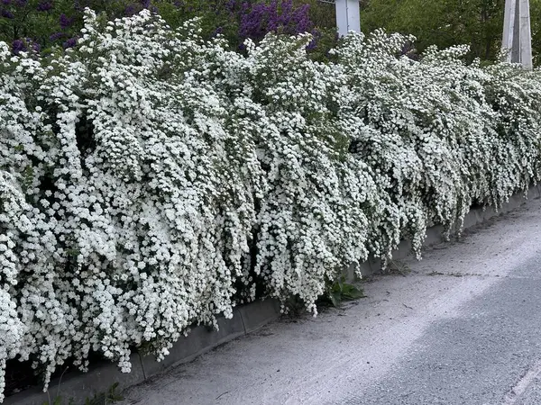 Beyaz çiçekli Spiraea Vangutta çalıları. Gelinin çalılarında bahar çiçekleri açtı..