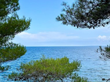 Mavi denizin arka planına karşı yeşil bitkiler. Kıyıdaki bir ağacın dalları arasından geçen deniz. Konsept: Deniz teması, yaz tatili.