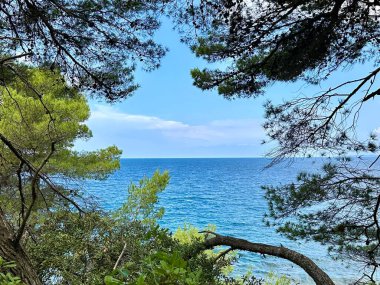 Mavi denizin arka planına karşı yeşil bitkiler. Kıyıdaki bir ağacın dalları arasından geçen deniz. Konsept: Deniz teması, yaz tatili.