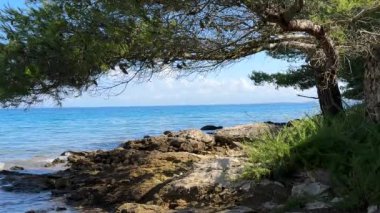 Kıyıdaki bir ağacın dalları arasından geçen deniz. Mavi denizin arka planına karşı yeşil bitkiler. Konsept: Deniz teması, yaz tatili.