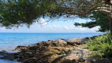 Kıyıdaki bir ağacın dalları arasından geçen deniz. Mavi denizin arka planına karşı yeşil bitkiler. Konsept: Deniz teması, yaz tatili.