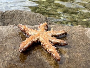 Denizin arka planına karşı bir taşın üzerindeki denizyıldızı. Dokunaçlı deniz hayvanı, yakın plan. Konsept: Deniz teması, yaz tatili.