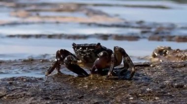 Deniz yengeci, deniz kenarındaki bir taşın üzerinde oturur. Yakın plan. Islak taşın üzerinde bir yengeç hareket eder..