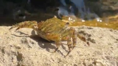 Deniz yengeci, deniz kenarındaki bir taşın üzerinde oturur. Yakın plan. Islak taşın üzerinde bir yengeç hareket eder..
