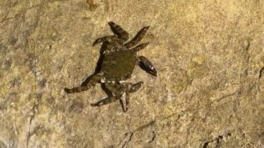 Deniz yengeci, deniz kenarındaki bir taşın üzerinde oturur. Yakın plan. Islak taşın üzerinde bir yengeç hareket eder..