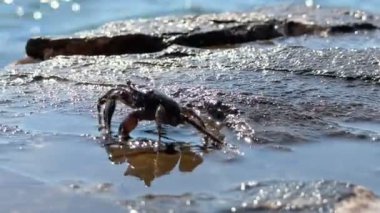 Deniz yengeci, deniz kenarındaki bir taşın üzerinde oturur. Yakın plan. Islak taşın üzerinde bir yengeç hareket eder..