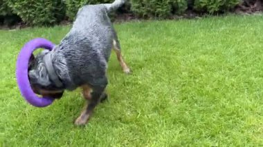 Bir köpek çimlerin üzerinde lastik tekerlekle oynar. Safkan bir köpek bahçede bir oyuncakla koşuşturuyor. Avustralyalı Heeler cinsi