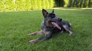 Köpek yeşil çimlerin üzerinde bahçede oynuyor. Bahçede safkan bir köpek var. Avustralyalı Heeler cinsi