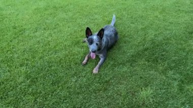 Köpek yeşil çimlerin üzerinde bahçede oynuyor. Bahçede safkan bir köpek var. Avustralyalı Heeler cinsi