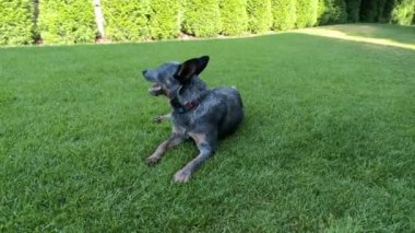 Köpek yeşil çimlerin üzerinde bahçede oynuyor. Bahçede safkan bir köpek var. Avustralyalı Heeler cinsi