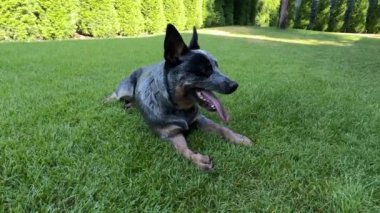 Köpek yeşil çimlerin üzerinde bahçede oynuyor. Bahçede safkan bir köpek var. Avustralyalı Heeler cinsi
