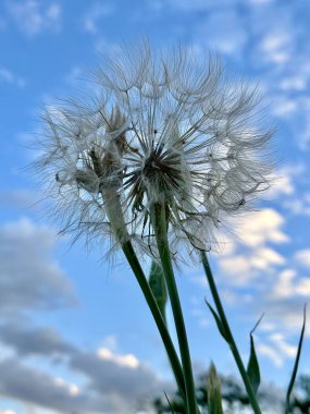 Gökyüzüne karşı karahindiba, yakın plan. Asteraceae ailesinin bitkisi..