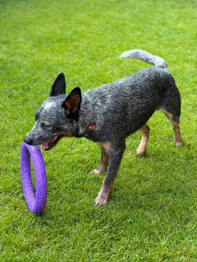 Bir köpek çimlerin üzerinde lastik tekerlekle oynar. Safkan bir köpek bahçede bir oyuncakla koşuşturuyor. Avustralyalı Heeler cinsi