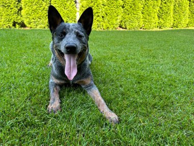 Köpek yeşil çimlerin üzerinde bahçede oynuyor. Bahçede safkan bir köpek var. Avustralyalı Heeler cinsi