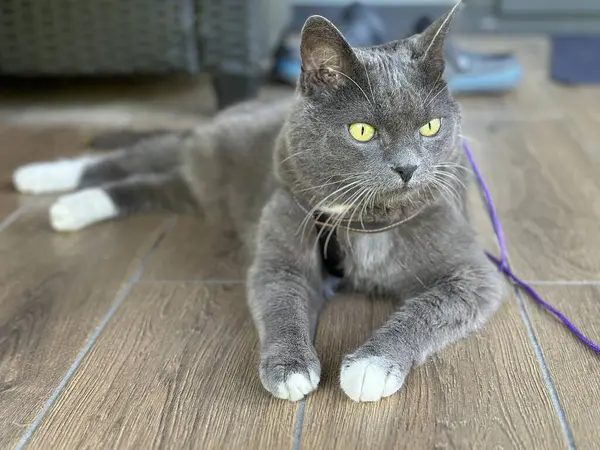 stock image Muzzle of a gray purebred cat, close-up. Portrait of a cat with large eyes and mustache.