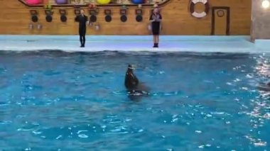 Yunus gösterisi, yunuslar havuzda yüzüyor. 8 Ağustos 2024 Ukrayna, Truskavets şehrinde yunus.. 