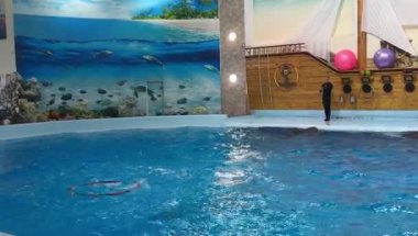 Yunus gösterisi, yunuslar havuzda yüzüyor. 8 Ağustos 2024 Ukrayna, Truskavets şehrinde yunus.. 
