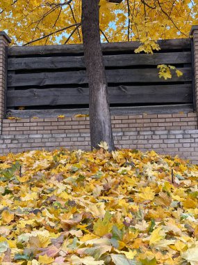 Altın sonbahar, düşmüş sarı yapraklar. Akçaağaç yaprakları sonbaharda düşer.