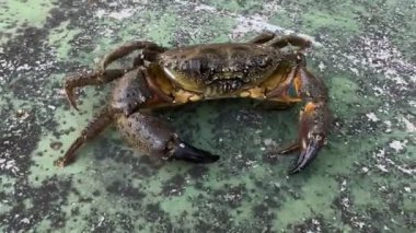 Kayadaki bir yengeç pençelerini hareket ettirir ve deniz kıyısında koşar. Deniz hayvanları dünyası, bir yengecin doğal habitatındaki hareketi, kıyı kenarındaki aktiviteyi ve yaşamı sembolize eder..