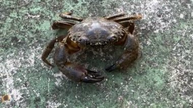 Kayadaki bir yengeç pençelerini hareket ettirir ve deniz kıyısında koşar. Deniz hayvanları dünyası, bir yengecin doğal habitatındaki hareketi, kıyı kenarındaki aktiviteyi ve yaşamı sembolize eder..