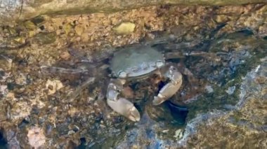 Kayadaki bir yengeç pençelerini hareket ettirir ve deniz kıyısında koşar. Deniz hayvanları dünyası, bir yengecin doğal habitatındaki hareketi, kıyı kenarındaki aktiviteyi ve yaşamı sembolize eder..