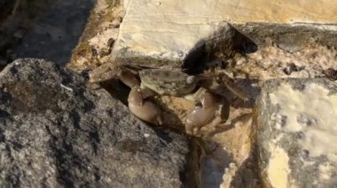 Kayadaki bir yengeç pençelerini hareket ettirir ve deniz kıyısında koşar. Deniz hayvanları dünyası, bir yengecin doğal habitatındaki hareketi, kıyı kenarındaki aktiviteyi ve yaşamı sembolize eder..