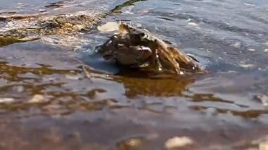 Kayadaki bir yengeç pençelerini hareket ettirir ve deniz kıyısında koşar. Deniz hayvanları dünyası, bir yengecin doğal habitatındaki hareketi, kıyı kenarındaki aktiviteyi ve yaşamı sembolize eder..