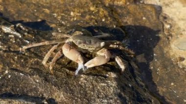 Kayadaki bir yengeç pençelerini hareket ettirir ve deniz kıyısında koşar. Deniz hayvanları dünyası, bir yengecin doğal habitatındaki hareketi, kıyı kenarındaki aktiviteyi ve yaşamı sembolize eder..
